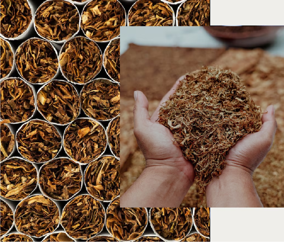 Tobacco leaves and cigarette products